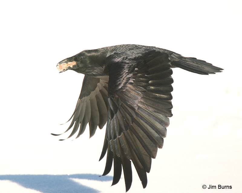 Common Raven on way to cache