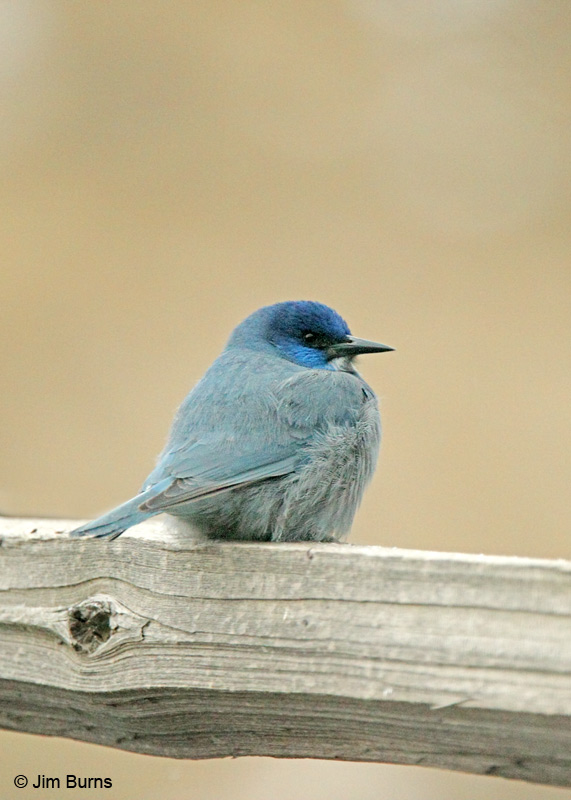 Pinyon Jay