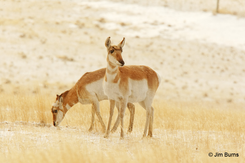 Pronghorn pair in snow