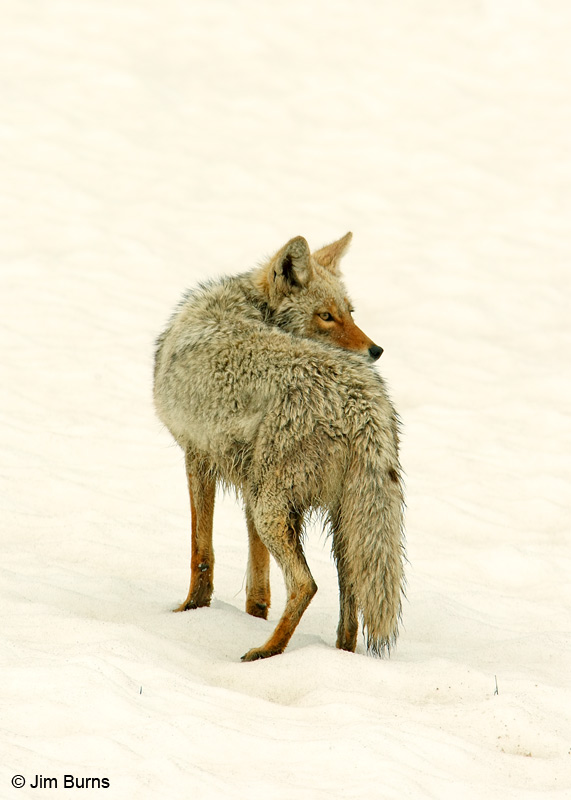 Coyote in snow