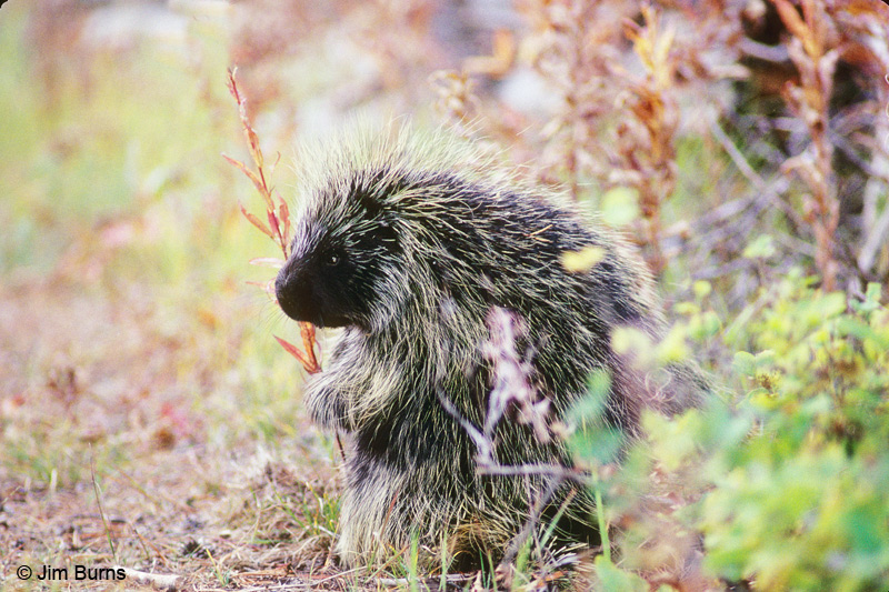 North American Porcupine