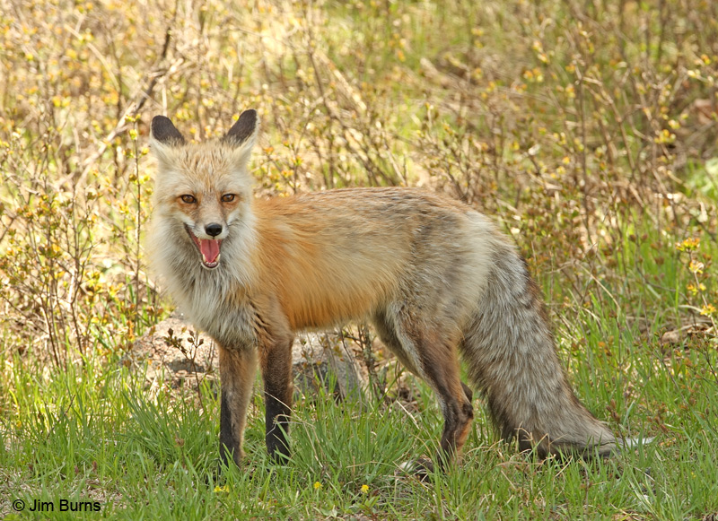 Red Fox